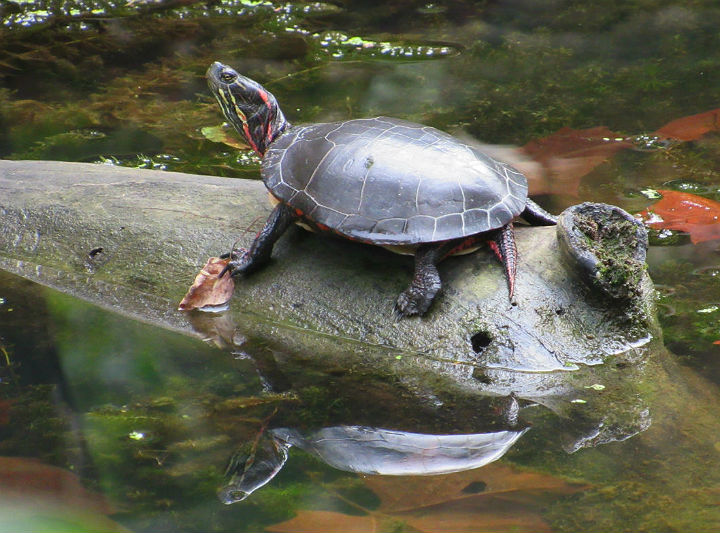 Midland Painted Turtle